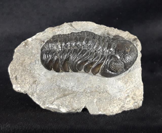 Barrandeops ovatus (McKELLAR & CHATTERTON 2009) - Bild &copy; FossNet FossilienStore